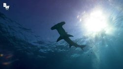 DIVING into a SHARK FRENZY! Instructional Video