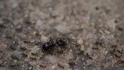 Black House Ant teamwork walking work in the nature Stock Footage