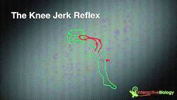 023 How Reflexes Work (Knee jerk and eye blink) Instructional Video