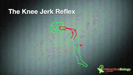 023 How Reflexes Work (Knee jerk and eye blink)