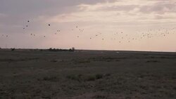 Flock of birds flying away from a big field in the evening Stock Footage