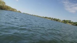 Crocodiles along banks of Zambezi River News Clip