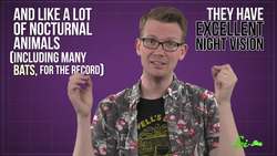 Meet the Oilbird A Bird that Thinks its a Bat Instructional Video