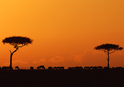 Biomas terrestres: la sabana Instructional Video