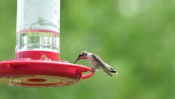 Looking to attract hummingbirds? Don't put honey in your feeders! News Clip