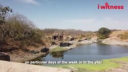 Where Tigers Get Caught Between Faith And Tourism | I Witness News Clip