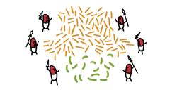 ¡Trasplantes de Popó! Instructional Video