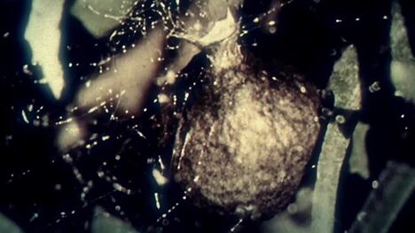 Types of Spiders and Webs