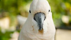 Salmon sulphur-crested cockatoo (Cacatua moluccensis), also known as the Moluccan or umbrella cockatoo. Portrait of white parrot, exotic endemic bird to tropical rainforest on islands of Indonesia Stock Footage