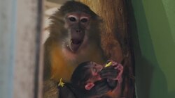Rare golden-bellied mangabey born at Budapest Zoo News Clip