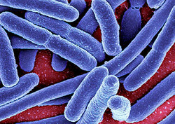 Infeccioso Instructional Video