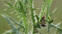 Mantis religiosa eating a wasp spider (Argiope bruennichi) Stock Footage