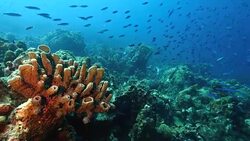 Seascape of coral reef in the Caribbean Sea around Curacao at dive site Groote with various corals and sponges Stock Footage
