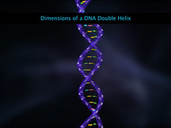 Structure of DNA Instructional Video