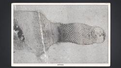 The Extinction That Never Happened Instructional Video