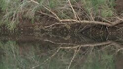Mirrored reflection along Fitzroy River, Mornington Sanctuary Stock Footage