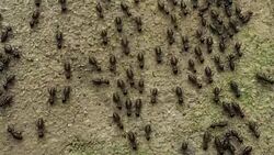 Ants Stock Footage