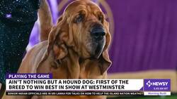 Trumpet Becomes First Bloodhound To Win Westminister Dog Show News Clip