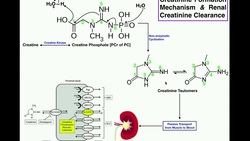 Mechanism of Production & Renal Elimination of Creatinine Instructional Video