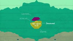 How Enzymes Denature Instructional Video