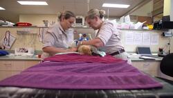 Drop In On a Busy Day at the Australia Zoo Wildlife Hospital Instructional Video