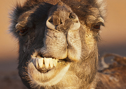 ¿Tiene pelambre? Instructional Video