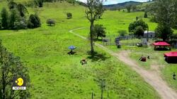 Cattle Farming Goes Digital News Clip