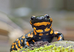 ¿Cómo se mueven los animales? Instructional Video