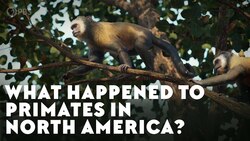 What Happened To Primates In North America? Instructional Video