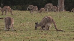 Kangaroos & a sunset News Clip