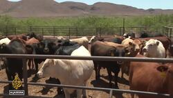 US reopens southern ports to Mexican cattle after screw-worm outbreak halted trade News Clip