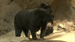 Keeping Zookeepers on Their Toes Is The Main Job For These Sun Bear Cubs Instructional Video