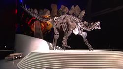 Sophie the Stegosaurus skeleton at the Natural History Museum News Clip