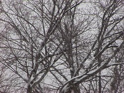 Invierno: video de evaluación Instructional Video