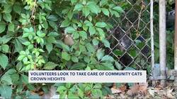 Volunteers work to feed community cats in Crown Heights News Clip