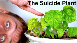I Touched the Worlds Most Painful Plant - Gympie Gympie (The Suicide Plant) Instructional Video