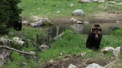 Grizzly Bear Stock Footage