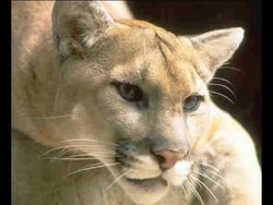 Classifying Living Things Quiz Instructional Video