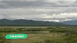 Comparing Wetland Instructional Video