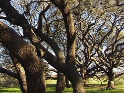 Los árboles: ¿qué son los árboles? Instructional Video