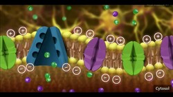 Action Potential Physiology (Part 1) Instructional Video