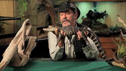 9 Cool Facts about Alligators Instructional Video