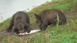 Scales of Ecology Part 2: Communities Instructional Video