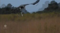 Golden eagles trained to snatch drones out of mid-air News Clip