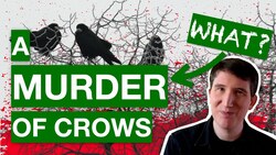 Exploring the Weird and Wonderful World of Collective Nouns Instructional Video