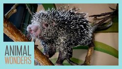 Kemosabe is Sick Instructional Video