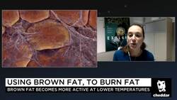 Not All Fat is Created Equal News Clip