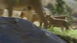 Lion Mom Oshana's Four Cubs Are Ready to Take on the World Instructional Video