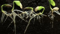 Plant Movement: Tropisms, Nastic Movements, and Their Importance Instructional Video