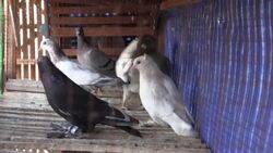 CLEAN : Passion for pigeons persists in Egypt News Clip